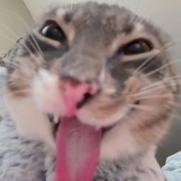 rose's Profile Picture